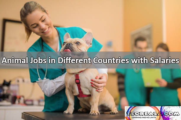 Animal Jobs in Different Countries with Salaries Up to $140,000 Yearly