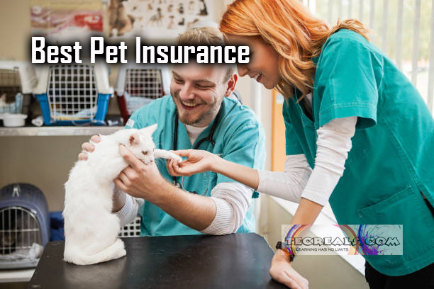 Best Pet Insurance - Pet Insurance Best Coverage