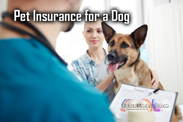 Pet Insurance for a Dog